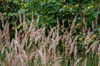 Sonbahar çimleri bents ile arka plan bulanıklık, doku doğa soyut