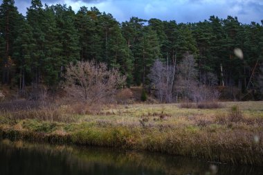 sonbahar renkli ağaçlar ve bir su parkı bırakır. ülke yan yatay görünüm