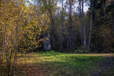 geç sonbaharda orman ayrıntılarda ağaç gövdeleri, renkli yaprakları ve boş dalları ile kırsal