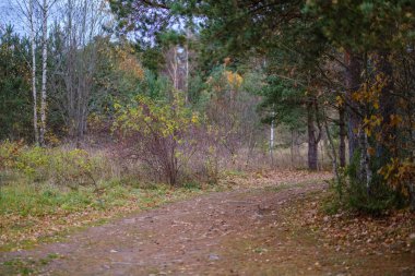 Son renkli yalnız ağaçlar kısa bir süre önce kış, donuk sonbahar renkleri ve ağaç gövdeleri ile boş park şubeleri kalkıyor