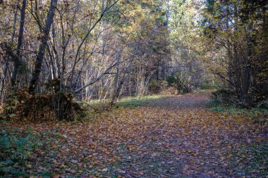 sonbahar park ağaç gövdeleri arasında boş ülkede yol. sonbahar renkleri