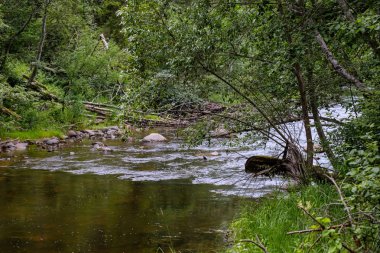 Nehir derin orman kumtaşı kayalıklarla ve eski kuru ağaç gövdeleri ile yaz yeşil havalarda kayalık akış. Letonya Cesis yakınındaki nehirde Amata
