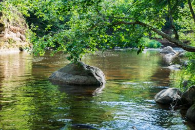 Nehir derin orman kumtaşı kayalıklarla ve eski kuru ağaç gövdeleri ile yaz yeşil havalarda kayalık akış. Letonya Cesis yakınındaki nehirde Amata