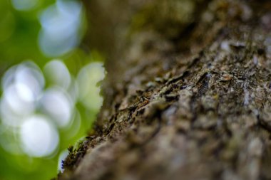 Yaş çizgilerle düşmüş kırık ağaç ağaç gövde stomp. ahşap sanat doğal ortamda