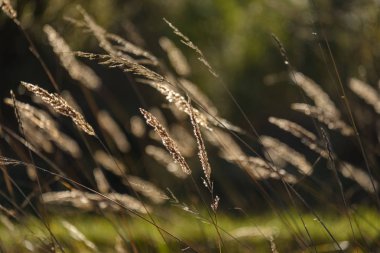 Sonbahar çimleri bents ile arka plan bulanıklık, doku doğa soyut