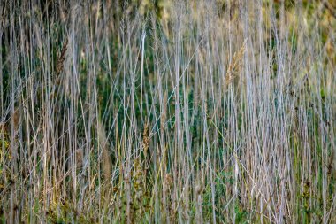 Sonbahar çimleri bents ile arka plan bulanıklık, doku doğa soyut