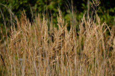 Sonbahar çimleri bents ile arka plan bulanıklık, doku doğa soyut