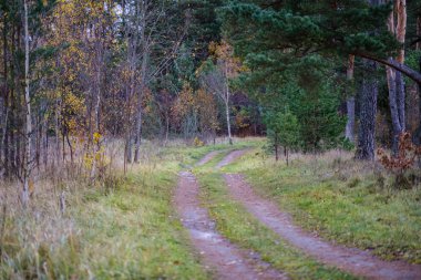 Son renkli yalnız ağaçlar kısa bir süre önce kış, donuk sonbahar renkleri ve ağaç gövdeleri ile boş park şubeleri kalkıyor