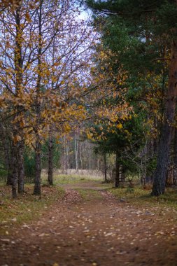 Son renkli yalnız ağaçlar kısa bir süre önce kış, donuk sonbahar renkleri ve ağaç gövdeleri ile boş park şubeleri kalkıyor