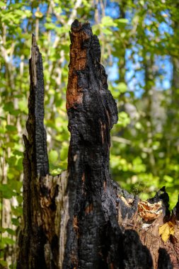 Yaş çizgilerle düşmüş kırık ağaç ağaç gövde stomp. ahşap sanat doğal ortamda