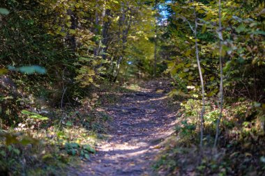 sonbahar park ağaç gövdeleri arasında boş ülkede yol. sonbahar renkleri