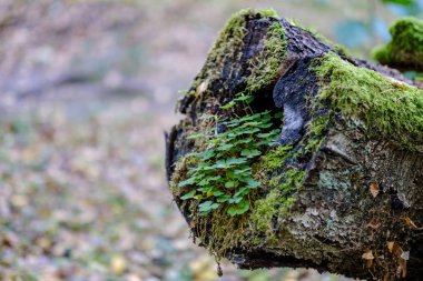 Yaş çizgilerle düşmüş kırık ağaç ağaç gövde stomp. ahşap sanat doğal ortamda