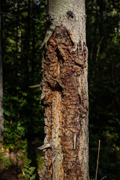 Дерево Туловище Топчет Упавшее Сломанное Дерево Возрастными Линиями Деревянное Искусство — стоковое фото