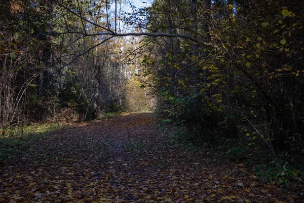 Prázdné Silnici Podzimním Parku Mezi Kmeny Stromů Barvy Podzimu — Stock fotografie