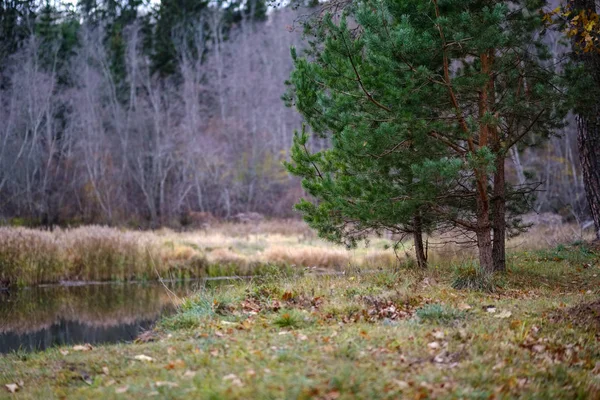 Lonely Trees Last Colored Leaves Branches Shortly Winter Dull Autumn — Stock Photo, Image