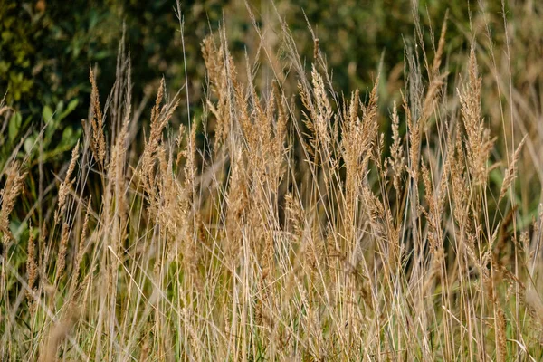 Autumn Grass Bents Blur Background Abstract Nature Texture — Stock Photo, Image