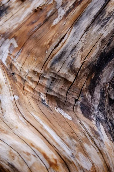 Yaş Çizgilerle Düşmüş Kırık Ağaç Ağaç Gövde Stomp Ahşap Sanat — Stok fotoğraf