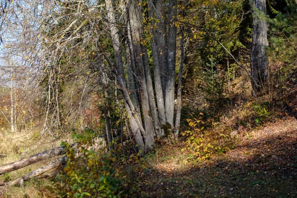 Erdei Részleteket Késő Ősszel Fatörzsek Színes Levelek Ágak Üres Táj — Stock Fotó