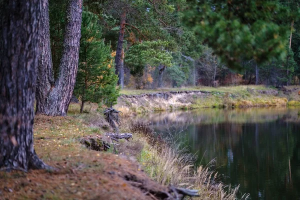 lonely trees with last colored leaves in branches shortly before winter, dull autumn colors and empty park with tree trunks