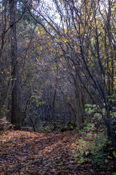 木の幹の間秋の公園で空の田舎道 秋の色 — ストック写真
