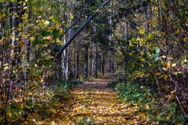 木の幹の間秋の公園で空の田舎道 秋の色 — ストック写真