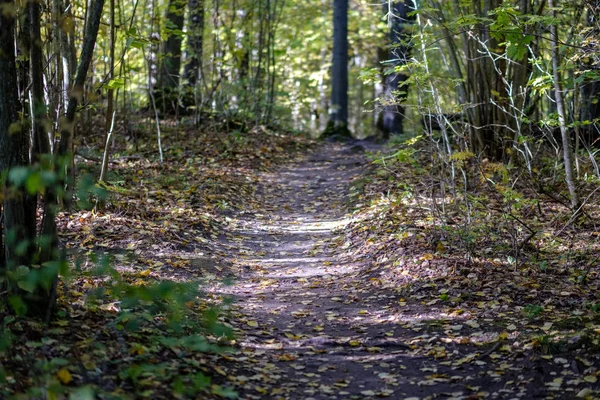 Prázdné Silnici Podzimním Parku Mezi Kmeny Stromů Barvy Podzimu — Stock fotografie