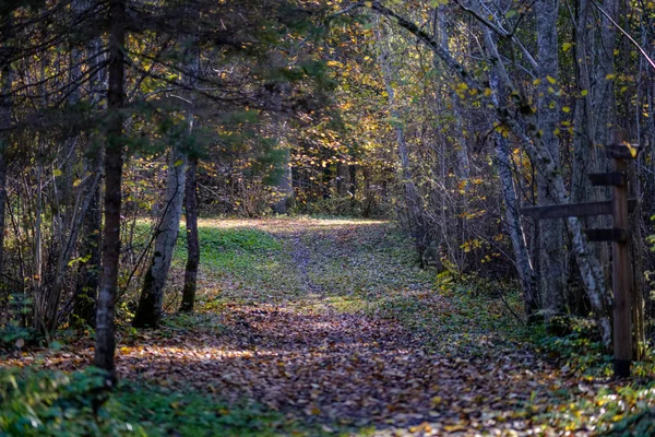 Skog Detaljer Senhösten Landsbygden Med Trädstammar Färgade Blad Och Tom — Stockfoto