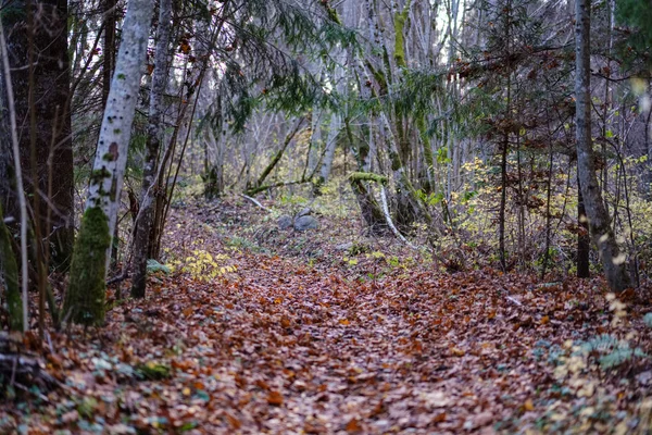 Osamělé Stromy Poslední Barevné Listy Pobočkách Krátce Před Zimní Nudné — Stock fotografie