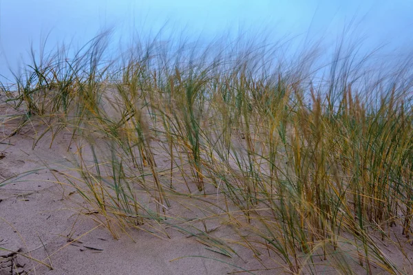 Сухі Трав Яні Вентиляційні Отвори Піску Пляжі Холодний Осінній Вечір — стокове фото