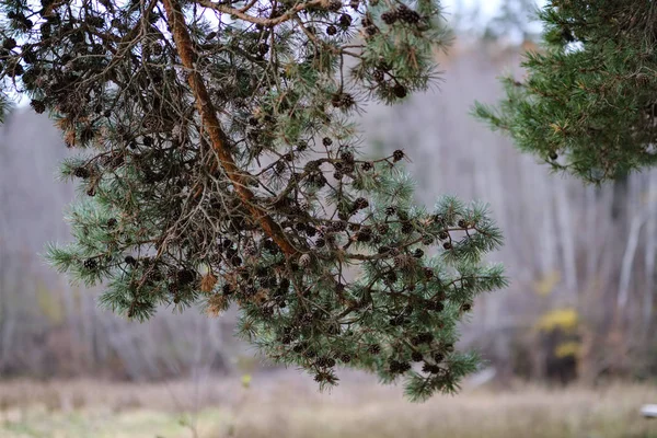 Detalhes Floresta Final Outono Campo Com Troncos Árvores Folhas Coloridas — Fotografia de Stock