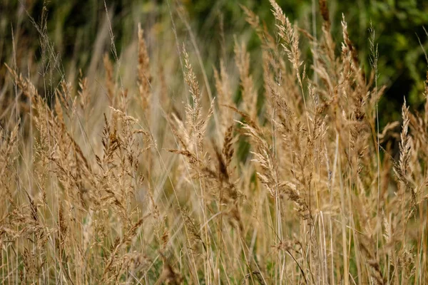 Hösten Gräs Bents Med Oskärpa Bakgrund Abstrakt Natur Textur — Stockfoto