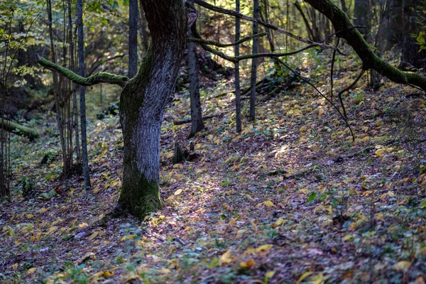 Details Van Het Bos Late Herfst Platteland Met Boomstammen Gekleurde — Stockfoto