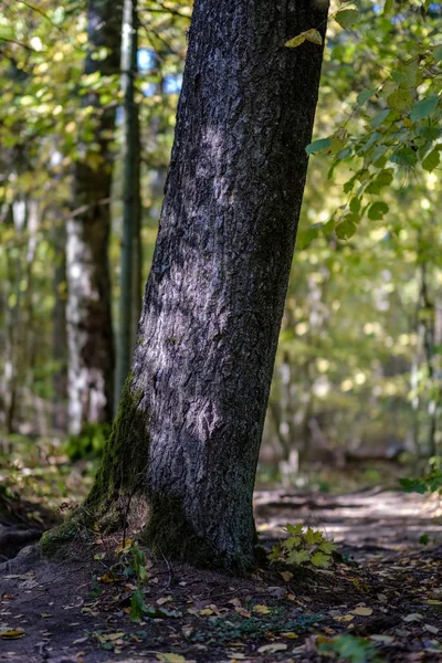 Szczegóły Lasu Późnej Jesieni Wsi Pni Drzew Kolorowe Liście Gałęzie — Zdjęcie stockowe