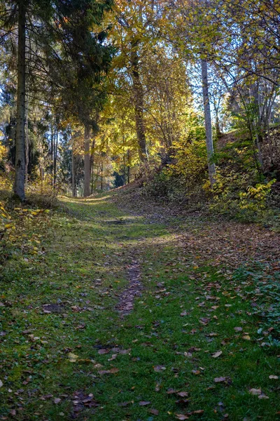 Пустая Проселочная Дорога Осеннем Парке Между Стволами Деревьев Цвета Осени — стоковое фото