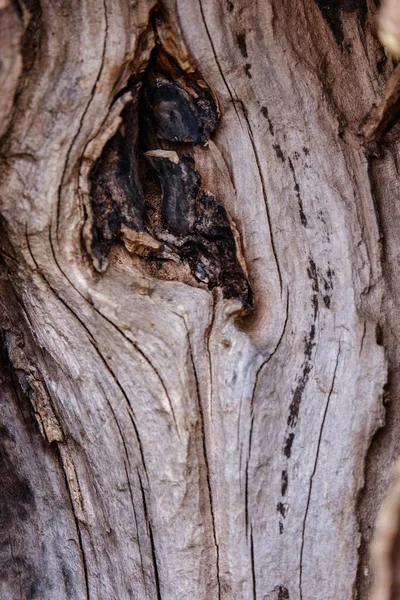Yaş Çizgilerle Düşmüş Kırık Ağaç Ağaç Gövde Stomp Ahşap Sanat — Stok fotoğraf