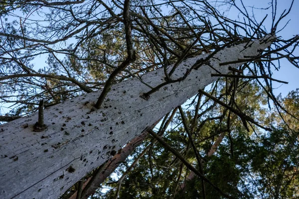 Tronco Árvore Stomp Árvore Quebrada Caída Com Linhas Idade Arte — Fotografia de Stock