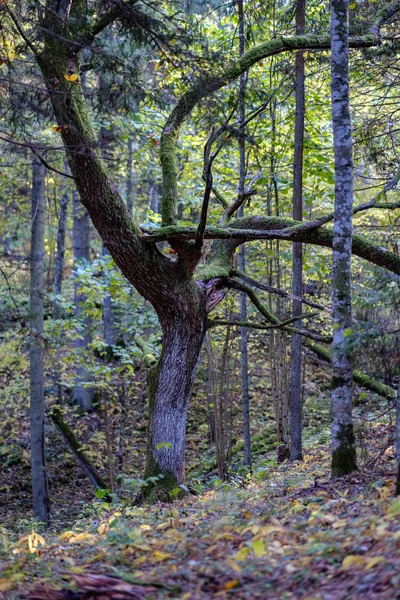 Detalles Del Bosque Finales Otoño Campo Con Troncos Árboles Hojas —  Fotos de Stock