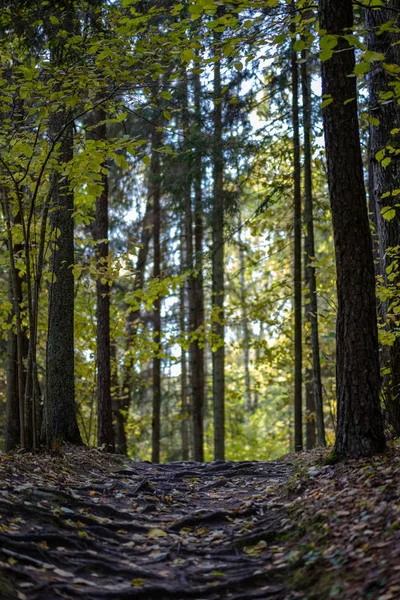 Szczegóły Lasu Późnej Jesieni Wsi Pni Drzew Kolorowe Liście Gałęzie — Zdjęcie stockowe