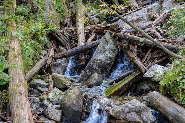 Tronco Árvore Stomp Árvore Quebrada Caída Com Linhas Idade Arte — Fotografia de Stock