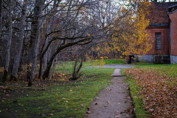 Tyhjä Maalaistie Syksyllä Puunrunkojen Välissä Syksyn Värit — kuvapankkivalokuva