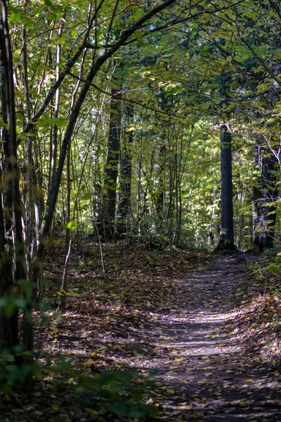Pusty Kraju Road Jesienny Park Między Pnie Drzew Kolory Jesieni — Zdjęcie stockowe