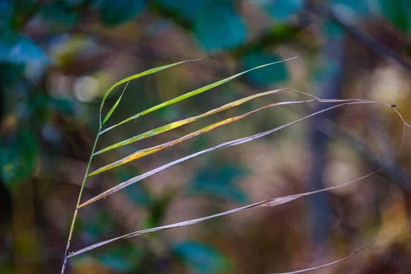 Inclinaciones Hierba Otoño Con Fondo Borroso Textura Naturaleza Abstracta —  Fotos de Stock