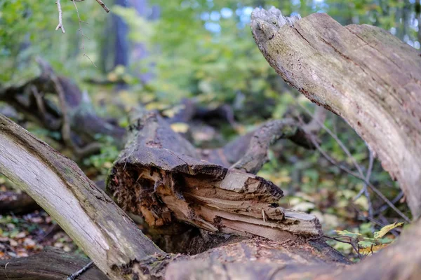 Yaş çizgilerle düşmüş kırık ağaç ağaç gövde stomp. ahşap sanat doğal ortamda