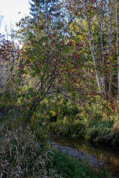 Podzim Barevné Stromy Listy Parku Nedaleko Vodního Útvaru Zobrazení Šířku — Stock fotografie