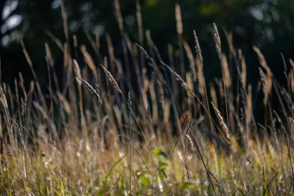 Autumn Grass Bents Blur Background Abstract Nature Texture — Stock Photo, Image