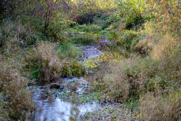 Autumn Colored Trees Leaves Park Body Water Country Side Landscape — Stock Photo, Image