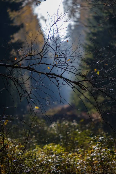 木の幹 紅葉空枝と田舎で晩秋の森の詳細 — ストック写真