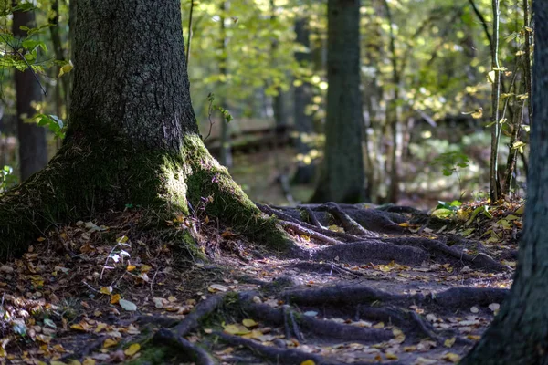 Détails Forêt Fin Automne Campagne Avec Troncs Arbres Feuilles Colorées — Photo