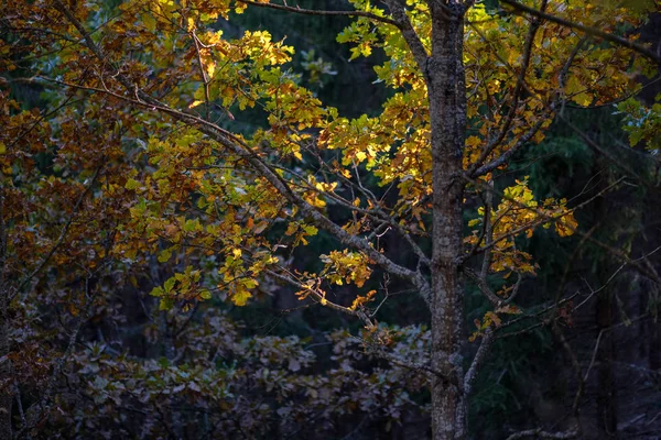 Детали Леса Поздней Осенью Сельской Местности Стволами Деревьев Цветными Листьями — стоковое фото