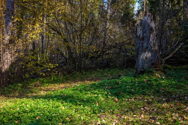 Skog Detaljer Senhösten Landsbygden Med Trädstammar Färgade Blad Och Tom — Stockfoto